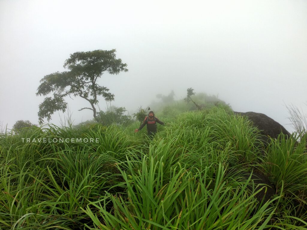 the forest area stretches more than three kilometres and is covered by 'Kotha' grass.